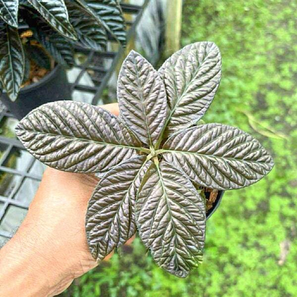 Лабизия SP PAPUA