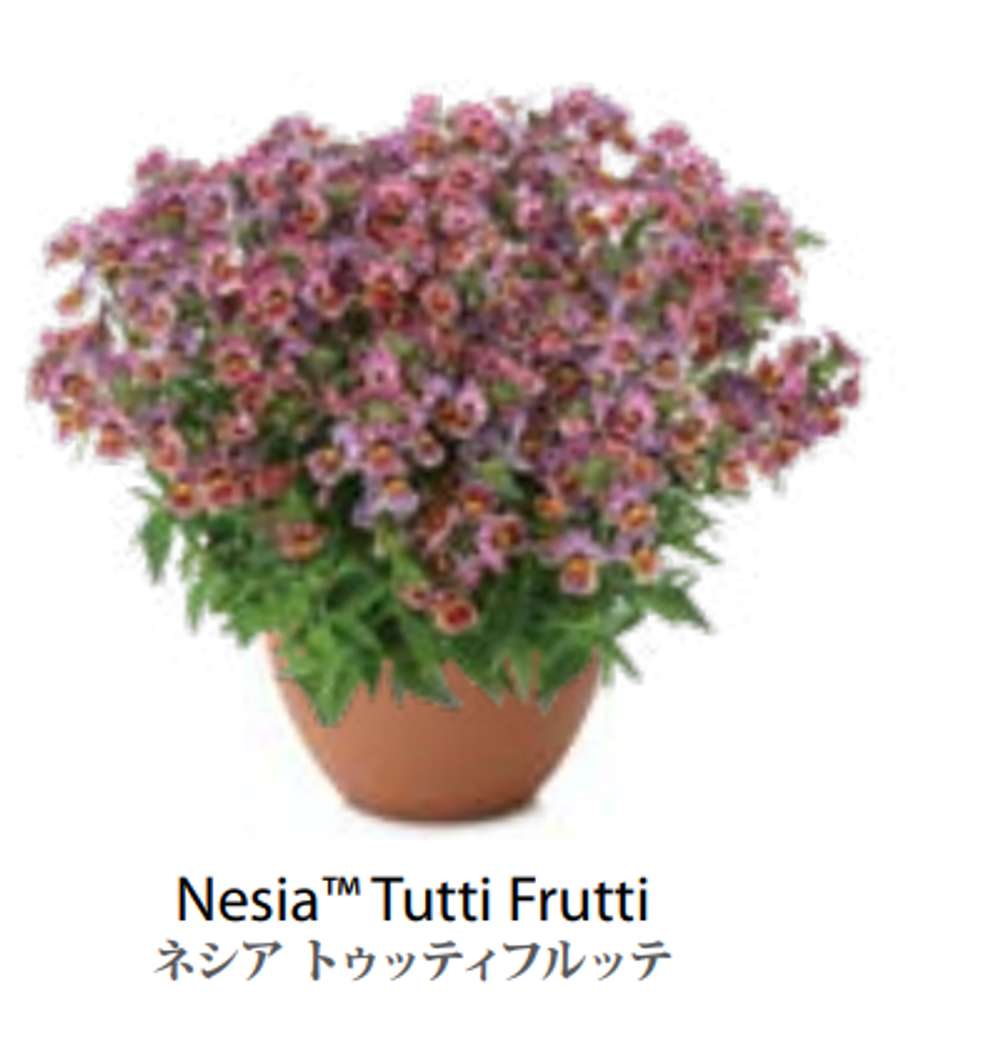 ЕВРО Немезия Nesia Tutti Frutti укорененный ЕВРО черенок февраль поставка 11