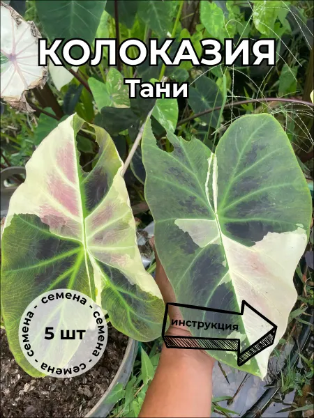 Колоказия Тани — семена, 5 шт.