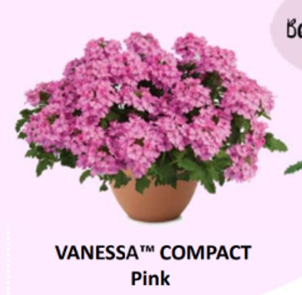ЕВРО Вербена Vanessa Compact Pink укорененный ЕВРО черенок февраль поставка 11
