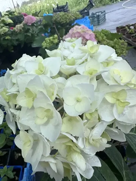 НОВИНКА! Endless Summer The Bride «Эндлесс Саммер зе Брайд» Р9
