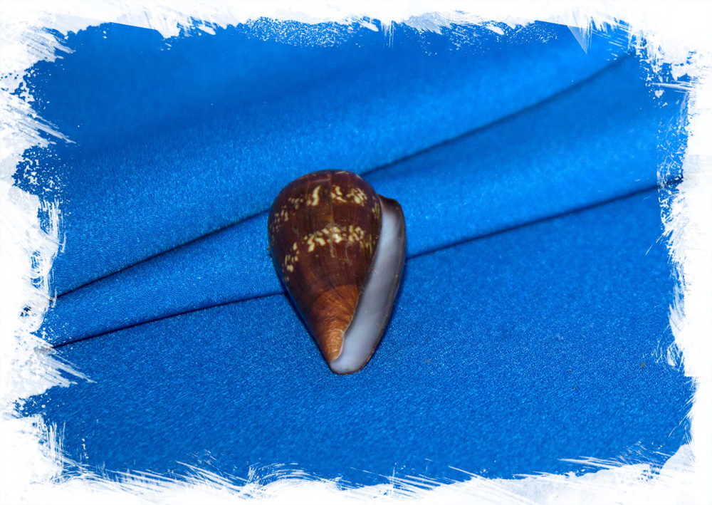 Conus (Lautoconus) guinaicus franciscanus