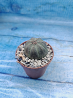Euphoria Obesa (Эуфорбия)