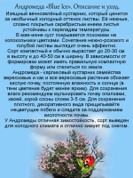 Андромеда Голубой лёд Блу Айс