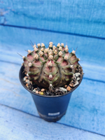 Gymnocalycium T-Rex Pink hybrid (Гимнокалициум)
