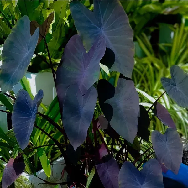 Колоказия Черная Магия Блэк Мэйджик (Colocasia Black Magic) корневище
