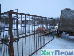 Линия убоя Свиней 80 голов/смена. Курск.