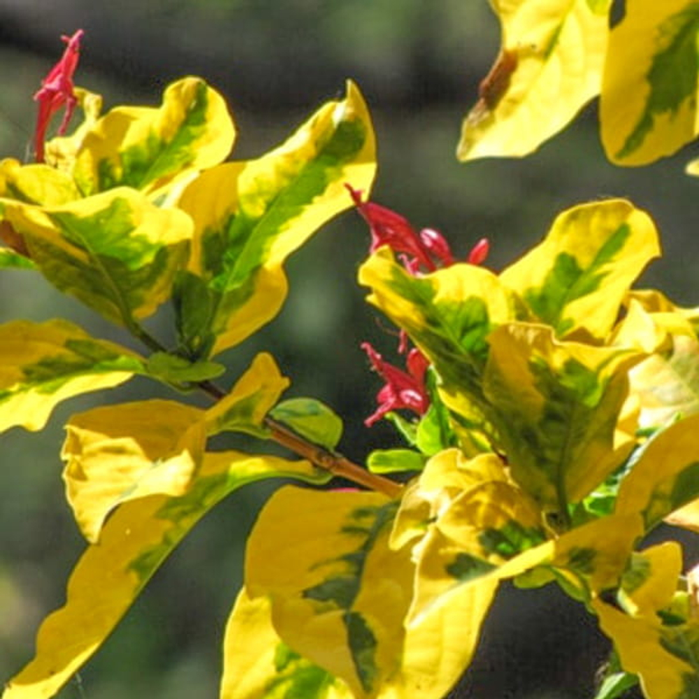 Граптофиллум расписной желтый – Graptophyllum pictum golden (13)