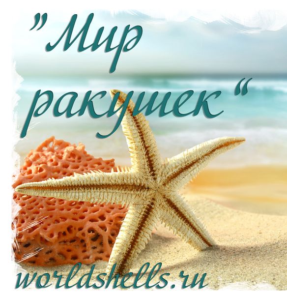 Мир Ракушек Мир Ракушек