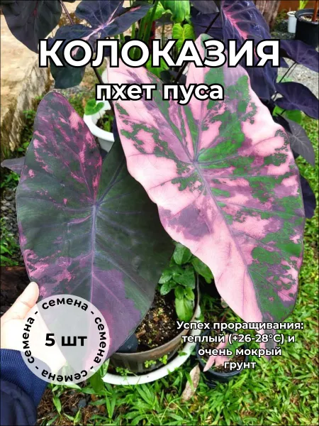 Колоказия Пхет Пуса Phet Pusa — семена, 5 шт.