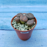 Lithops sp. (Литопсы)