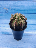 Gymnocalycium T-Rex Pink hybride (Гимнокалициум T-rex)