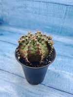 Gymnocalycium T-Rex Pink hybrid (Гимнокалициум T-rex)