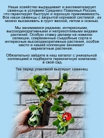 Портулак Вегетативный Жёлтый помпон махровый ампельный