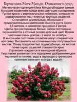Гортензия Мега Минди метельчатая