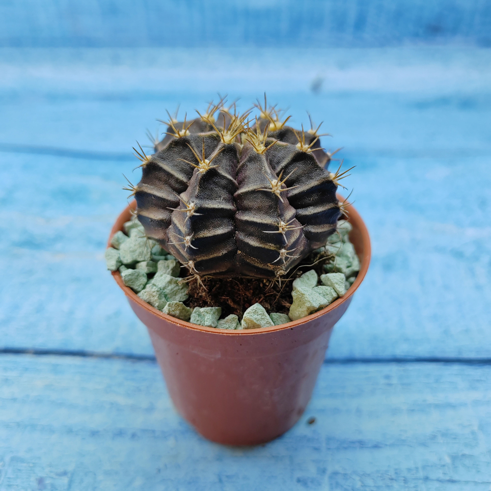 Gymnocalycium Friedrichii (Гимнокалициум)