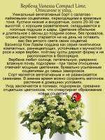 Вербена Ванесса Ком Лайм вегетативная