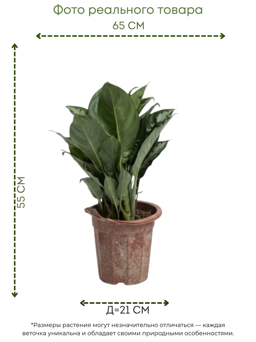White Aesthetic Indoor Plant Sale Instagram Story