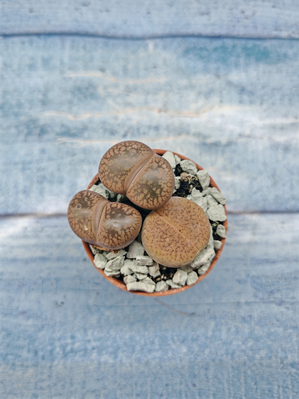 Lithops sp. (Литопсы)