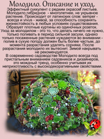 Молодило реснитчатое Бориса каменная роза