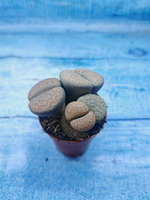 Lithops sp. (Литопсы)