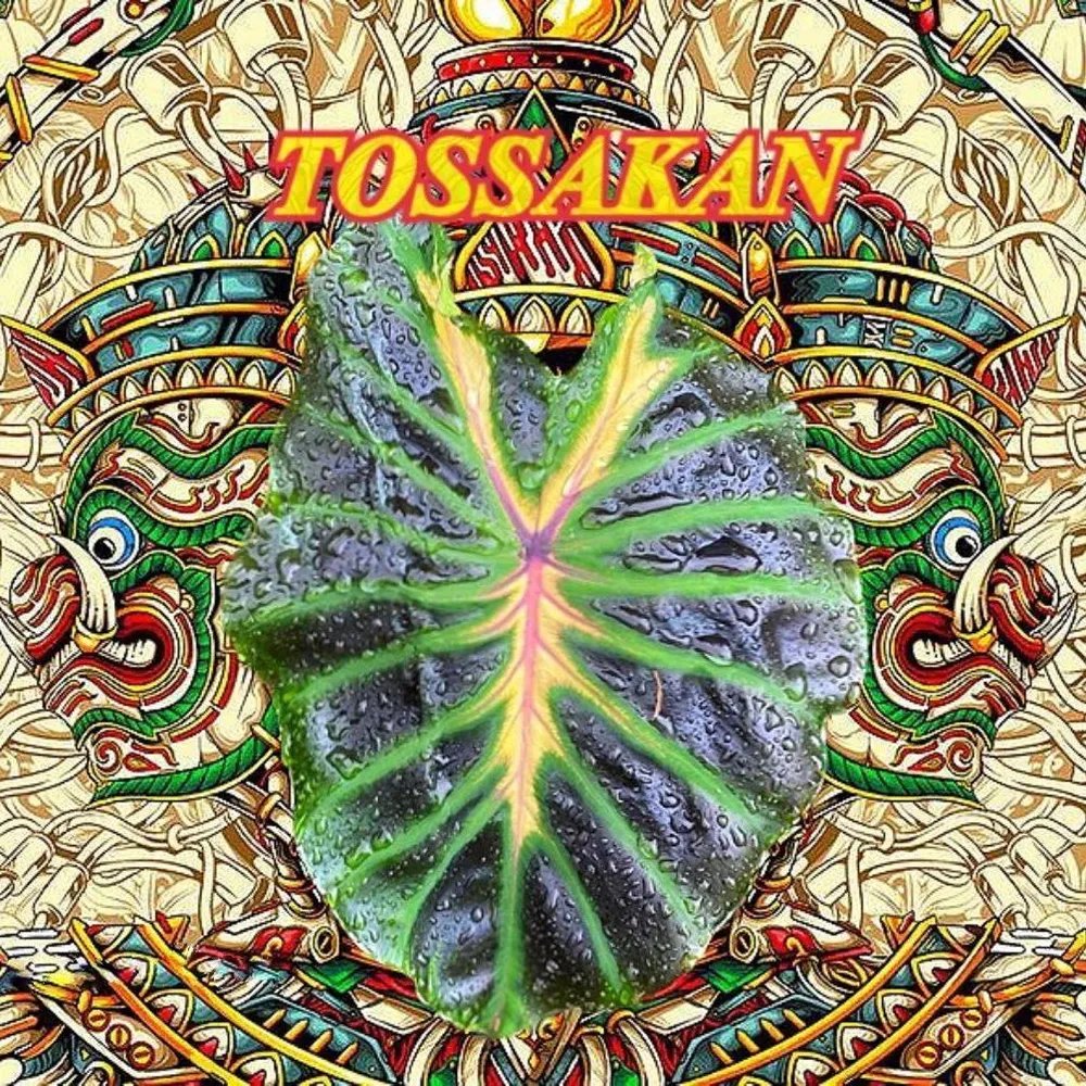 Колоказия Тоссакан (Tossakan) — семена, 5 шт.