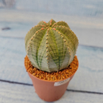 Euphoria Obesa (Эуфорбия)