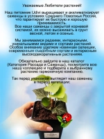 Хедера зимостойкий плющ