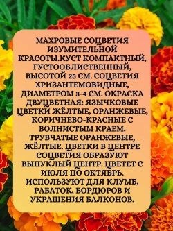 Семена Бархатцы махровые смесь окрасок 2 грамм