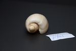 Ракушка Маргинелла гигас, 7см, 1шт