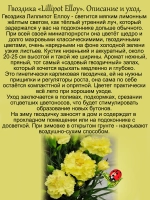 Гвоздика Лилипот Еллоу садовая жёлтая