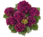 Роял Ред Парпл (Royal Red Purple) р14 Европа весна 2027 г.