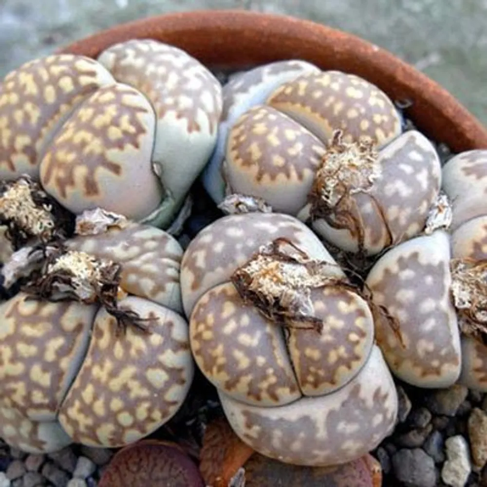 Литопс (Lithops Julii Fulleri Brunnea C179) Живые камни семена 4 шт