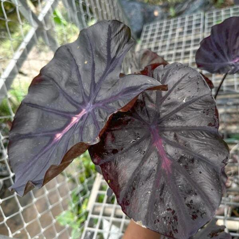 Колоказия PURPLE STAR (M43)