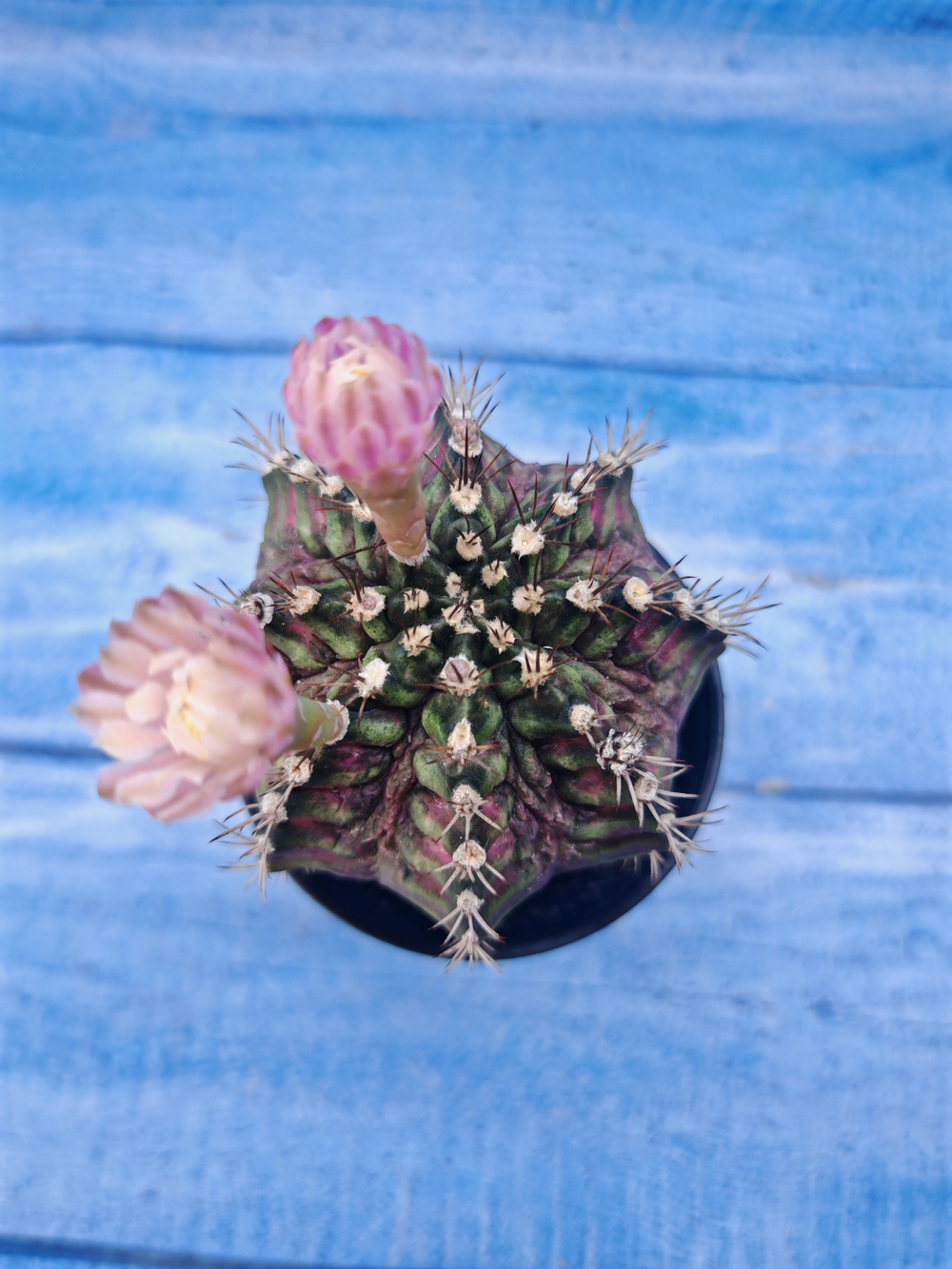 Gymnocalycium T-Rex Pink hybrid (Гимнокалициум T-rex)