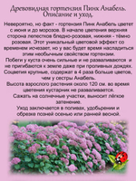 Гортензия Пинк Анабель розовая древовидная