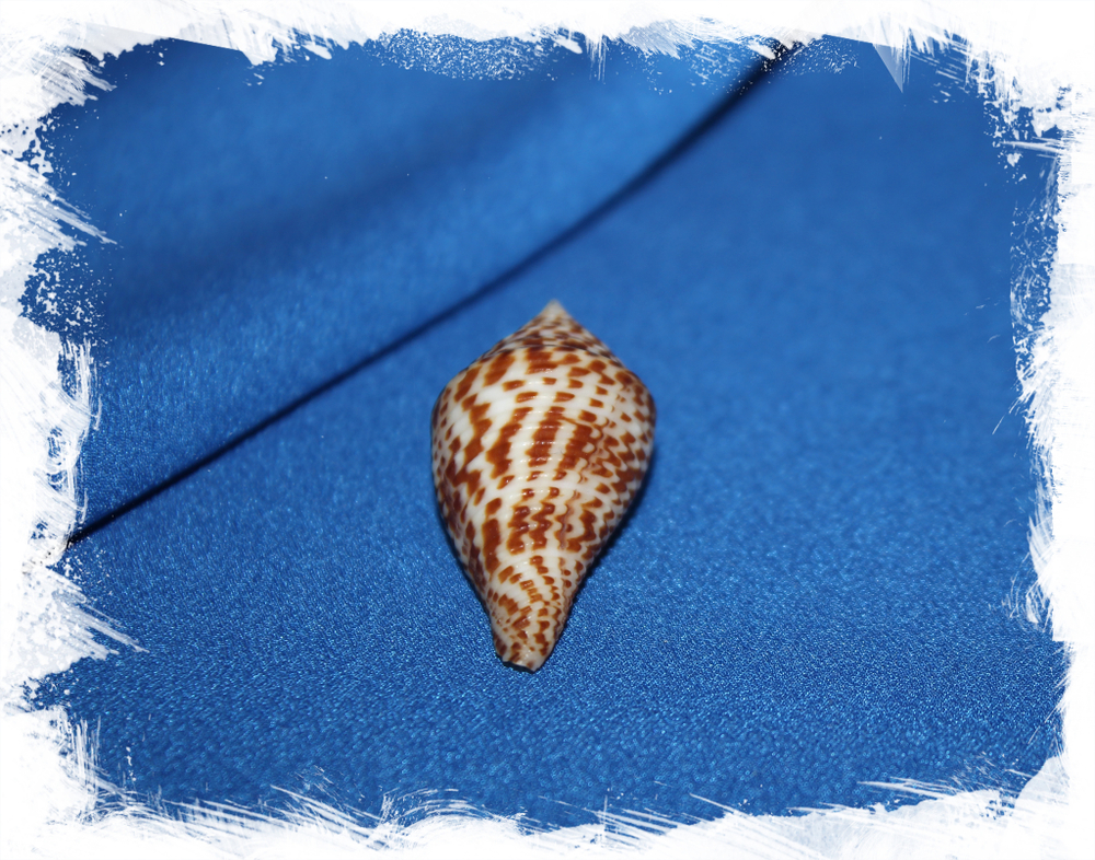 Конус праецелленс (Conus praecellens) 4 см.