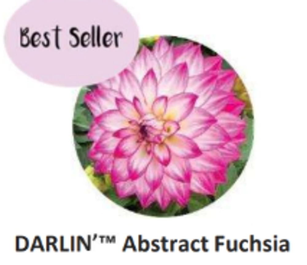 ЕВРО Георгина Darlin Abstract Fuchsia укорененный ЕВРО черенок НАЧАЛО ЯНВАРЯ поставка 5