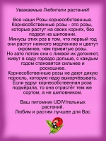 Роза Чип энд Дейл