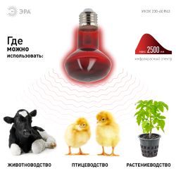 Термоизлучатель инфракрасный зеркальный ЭРА ИКЗК 230-60 R63 для обогрева животных и освещения 60 Вт Е27 | Инфракрасные лампы
