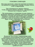 Злак Мискантус китайский Монинг Лайт многолетник