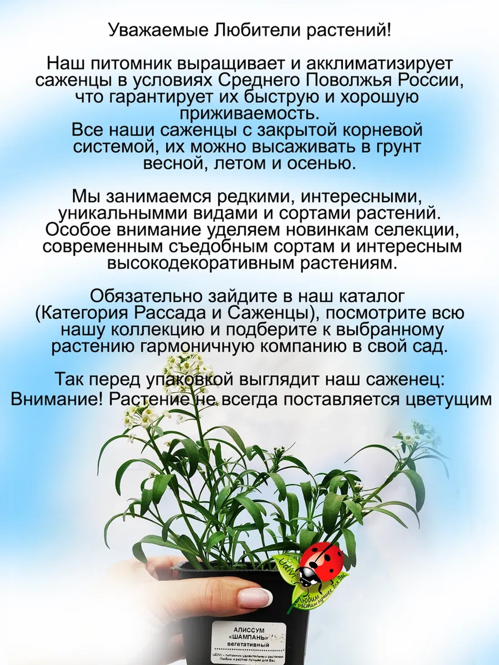 Алиссум вегетативный Шампань