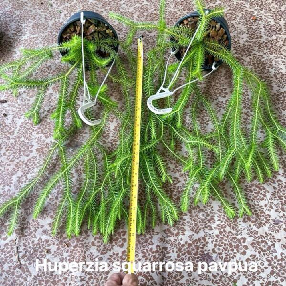 Хуперция H.SQUARROSA PAPUA 6"