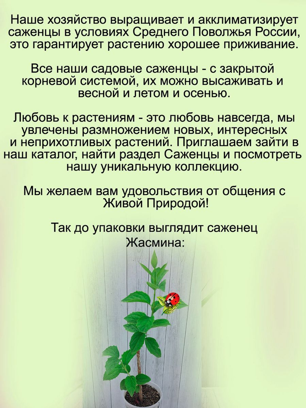 Жасмин Зоя Космодемьянская махровый садовый чубушник