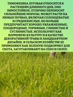 Тимофеевка луговая (газон) - 300 гр.