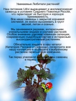Колеус Тёмный Маг вегетативный