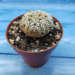 Astrophytum Asterias "Super Kabuto" (Астрофитум)