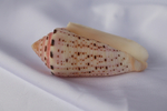 Конус аурисиацус (Conus aurisiacus), 6,7см, 1шт