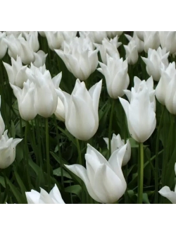 Тюльпан,луковицы BALLADE WHITE лилиецветные (4 штуки )