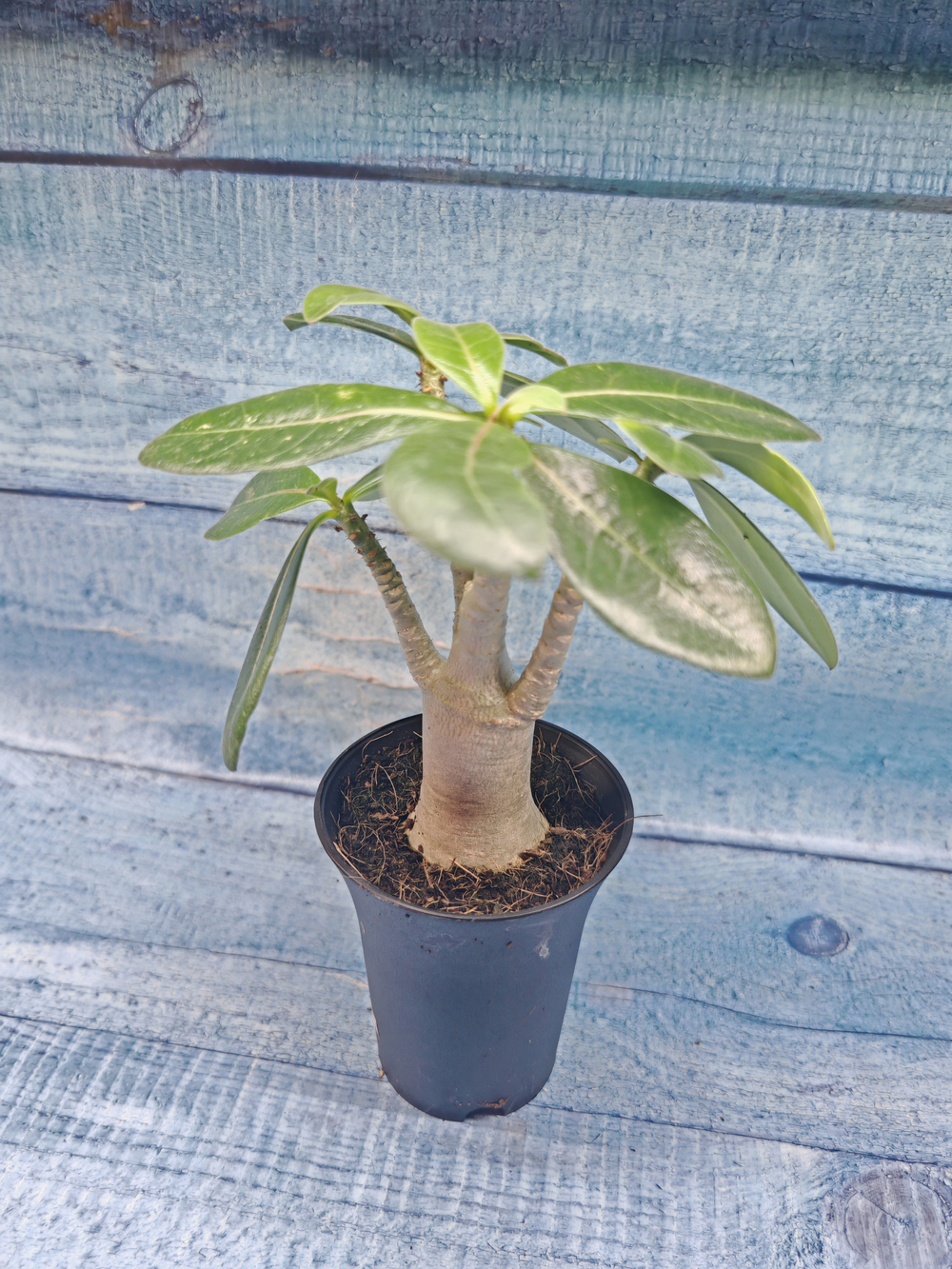 Adenium Baobab (Адениум)